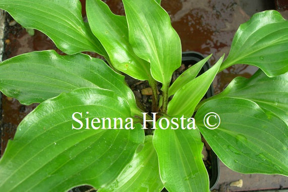 Hosta 'Raspberry Sorbet'