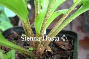 Hosta 'Raspberry Sorbet'