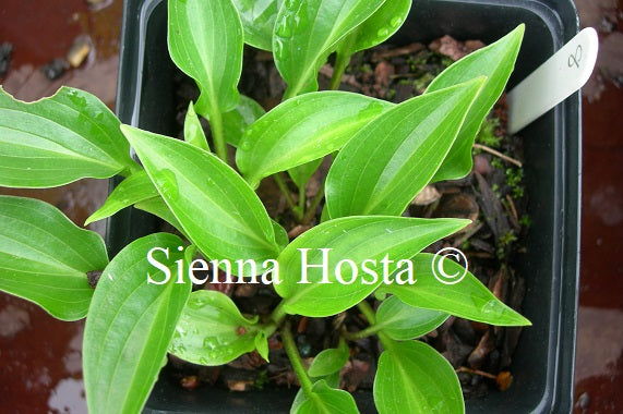 Hosta 'Shining Tot'