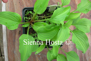 Hosta venusta