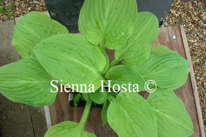 Hosta 'Sea Yellow Sunrise'