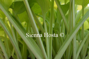 Hosta 'August Moon'