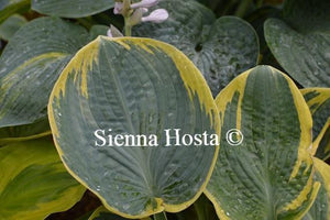 Hosta Sugar Daddy