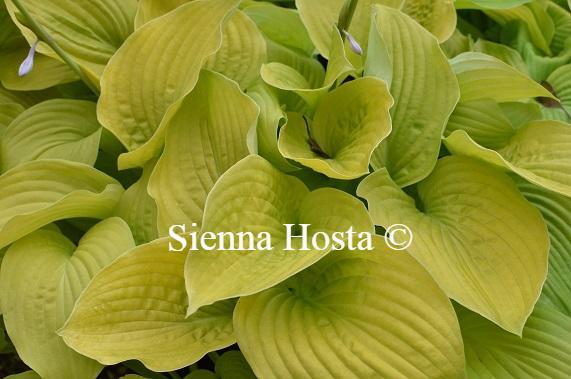 Hosta August Moon