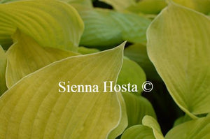 Hosta August Moon