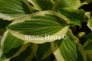 Hosta Yellow Splash Rim