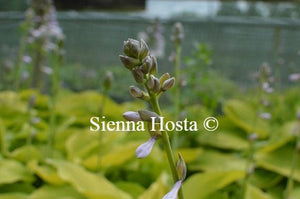 Hosta August Moon