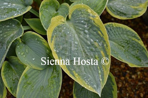 Hosta Sunnybrook