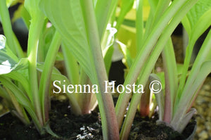 Hosta 'Yesterday's Memories'