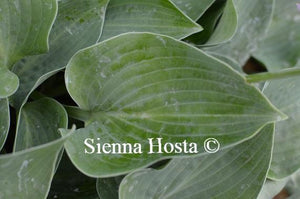 Hosta Blue Cadet