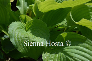 Hosta 'Yesterday's Memories'