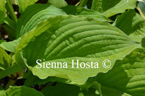 Hosta 'Yesterday's Memories'