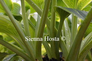 Hosta Sunnybrook