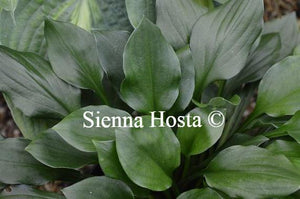 Hosta Lakeside Storm Watch