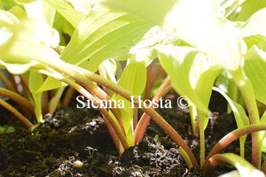 Hosta Yellow Waves Red Stems