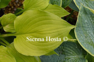 Hosta Sunny Disposition