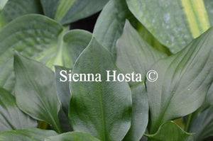 Hosta Lakeside Storm Watch