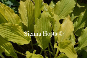 Hosta Yellow Waves