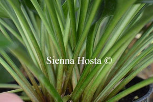 Hosta Lakeside Storm Watch Stems