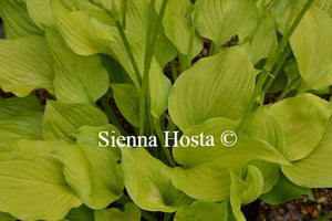 Hosta Sunny Disposition