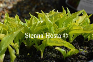 Hosta Lime Shag