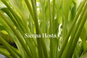 Hosta Sunny Disposition Stems