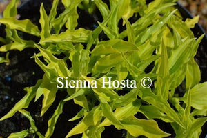 Hosta Lime Shag