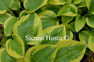 Hosta Sultana