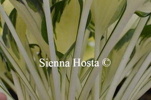 Hosta Fire and Ice Stems