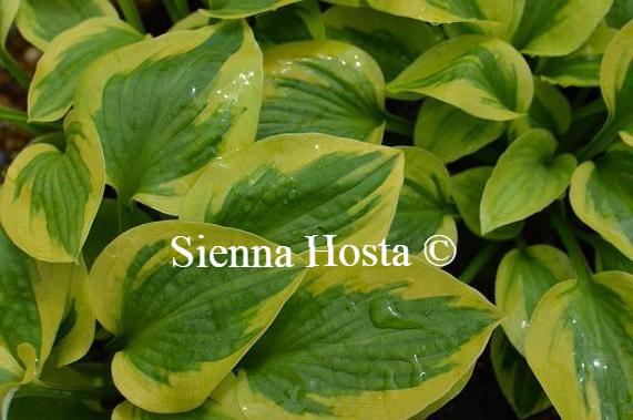 Hosta Sultana