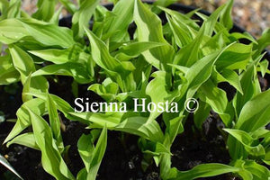 Hosta Little Red Rooster