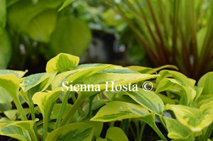 Hosta Sultana