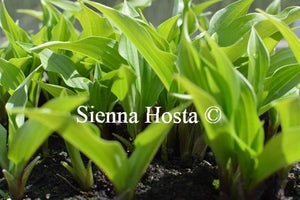 Hosta Little Red Rooster