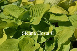 Hosta Zounds