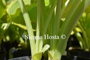 Hosta Zounds Stems