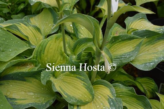 Hosta 'Super Nova' - Sienna Hosta