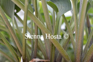 Hosta Hadspen Blue Stems