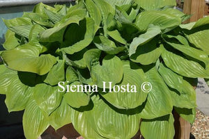 Hosta Sum and Substance