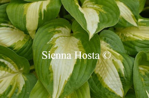 Hosta Summer Music