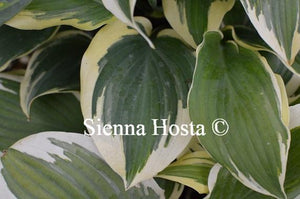 Hosta Lacy Belle