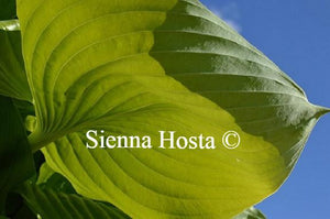 Hosta Sum and Substance