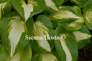 Hosta Summer Music