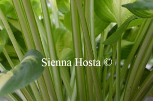 Hosta Summer Music