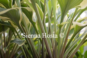 Hosta Lacy Belle Stem