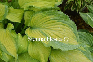 Hosta Summer Serenade