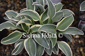 Hosta Funny Mouse