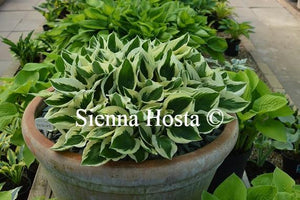 Hosta Patriot