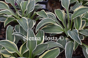 Hosta Funny Mouse