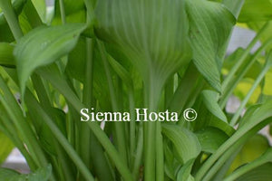 Hosta Summer Serenade Stems