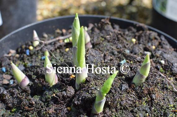 Hosta 'Moon Split' - Sienna Hosta